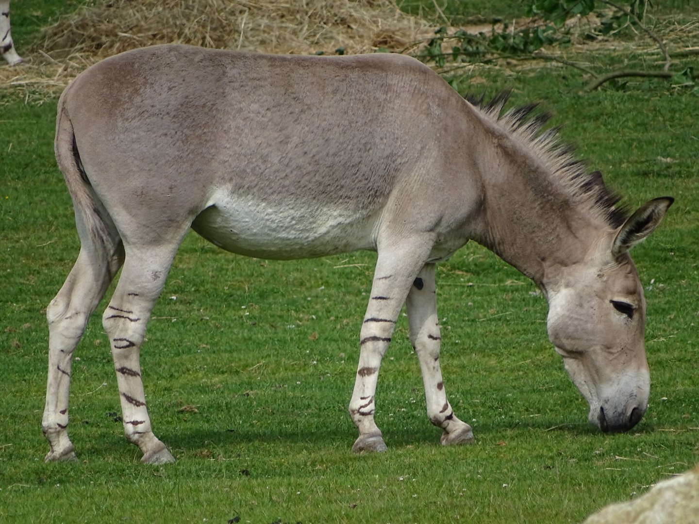 Somali wild ass (Equus africanus somaliensis)
