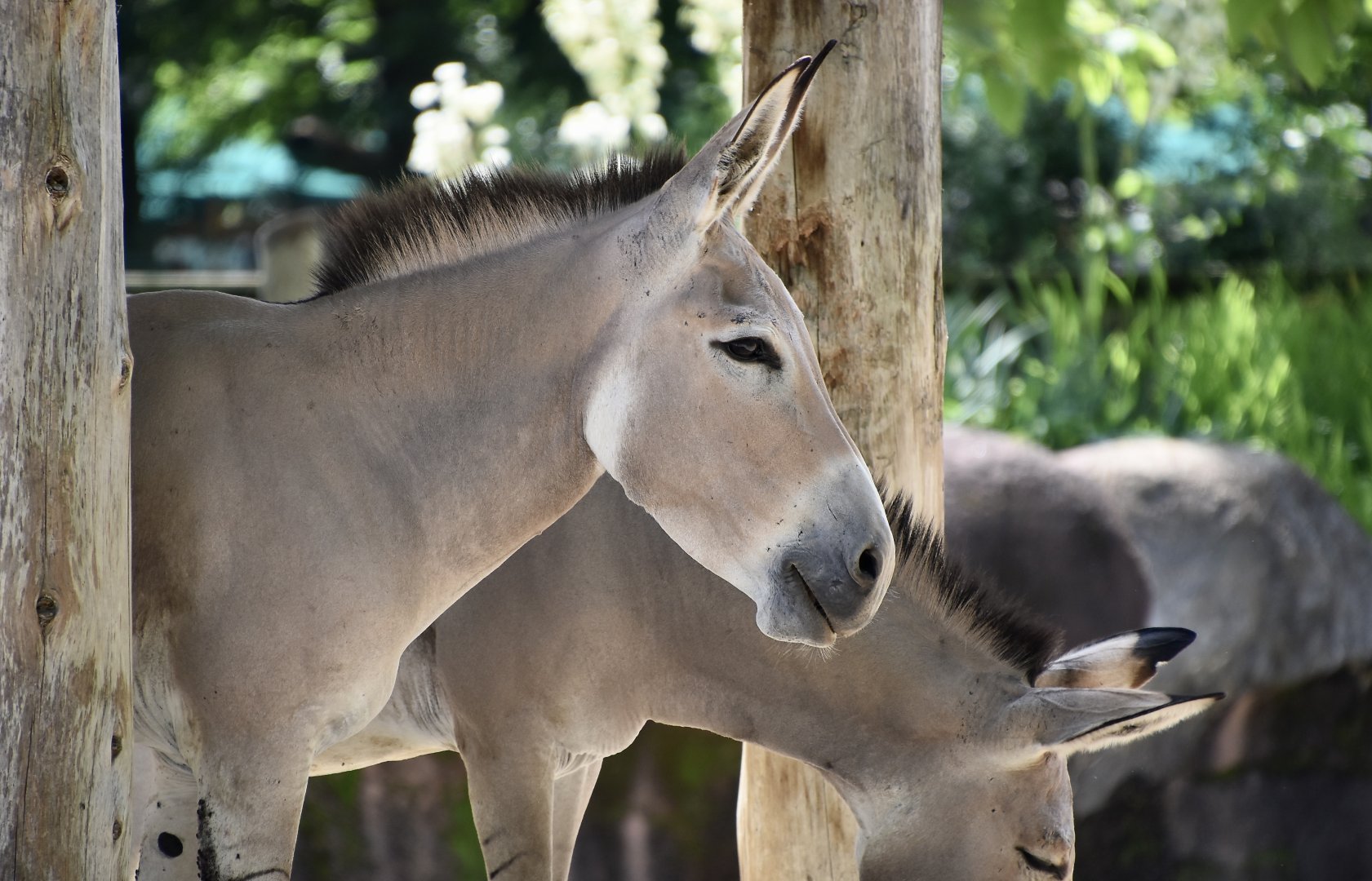 Somali Wild Ass (Equus africanus somaliensis)