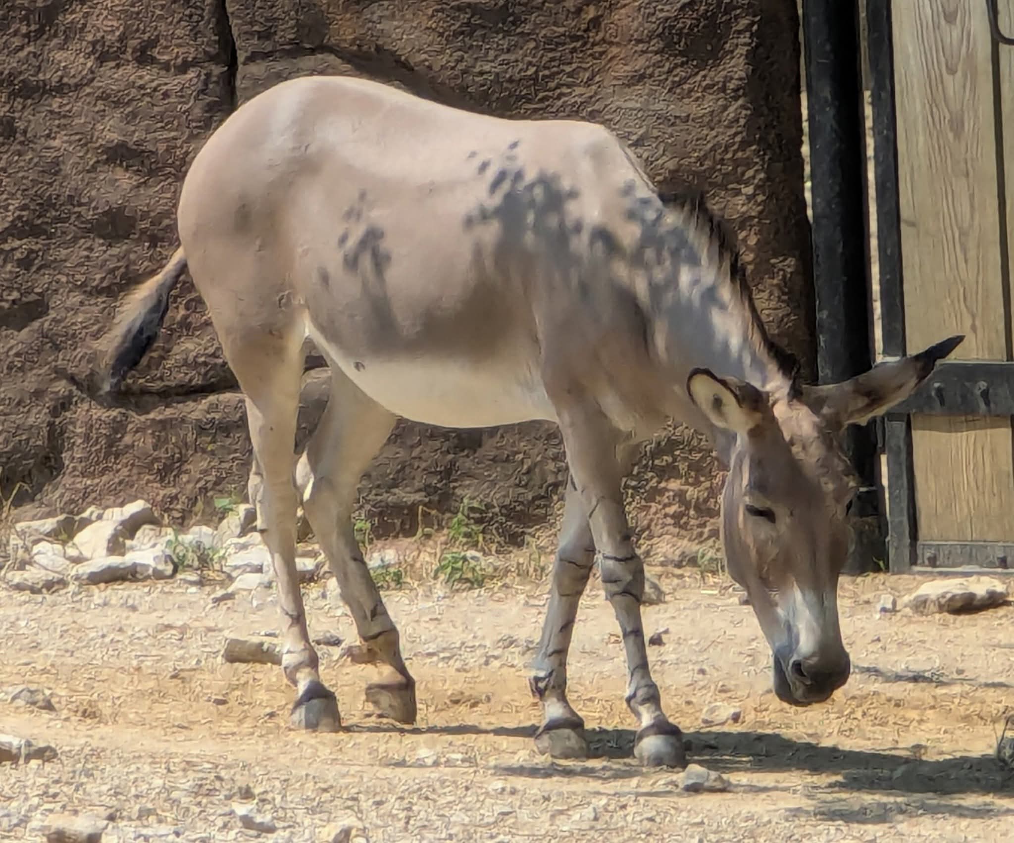 Somali wild ass (Equus africanus somaliensis)