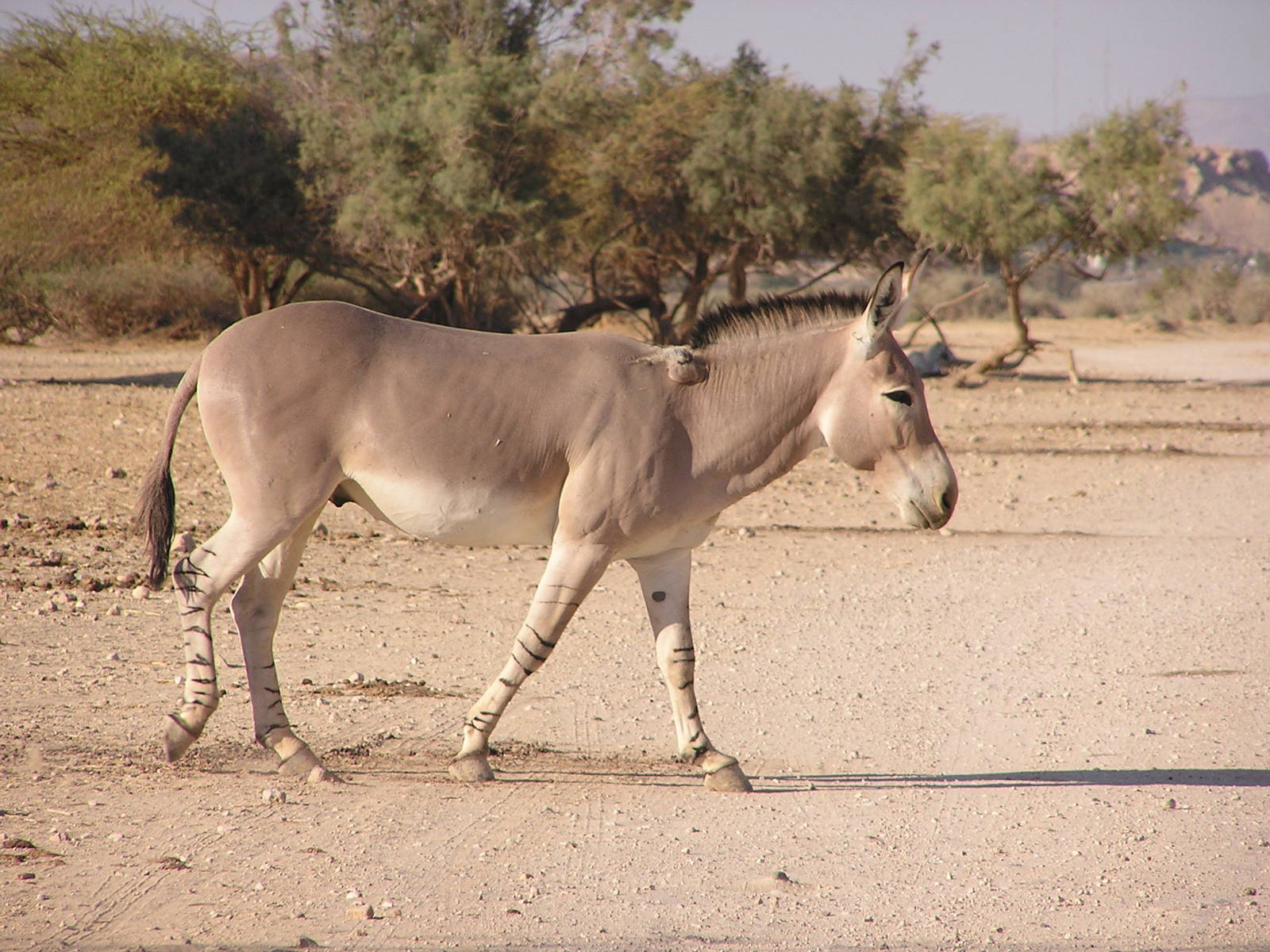 Somali wild ass/ Equus asinus somalicus