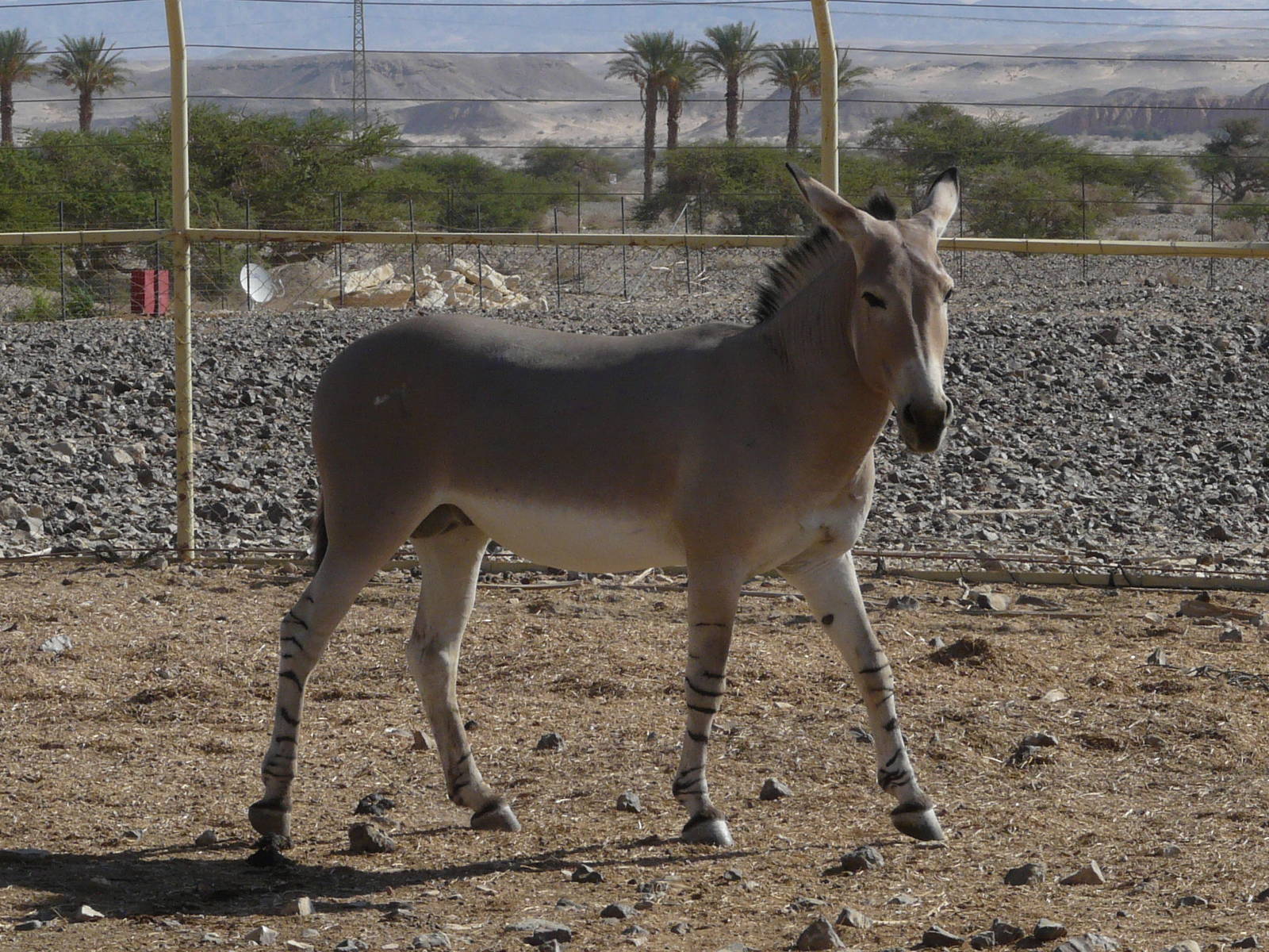 Somali wild ass/ Equus asinus somalicus