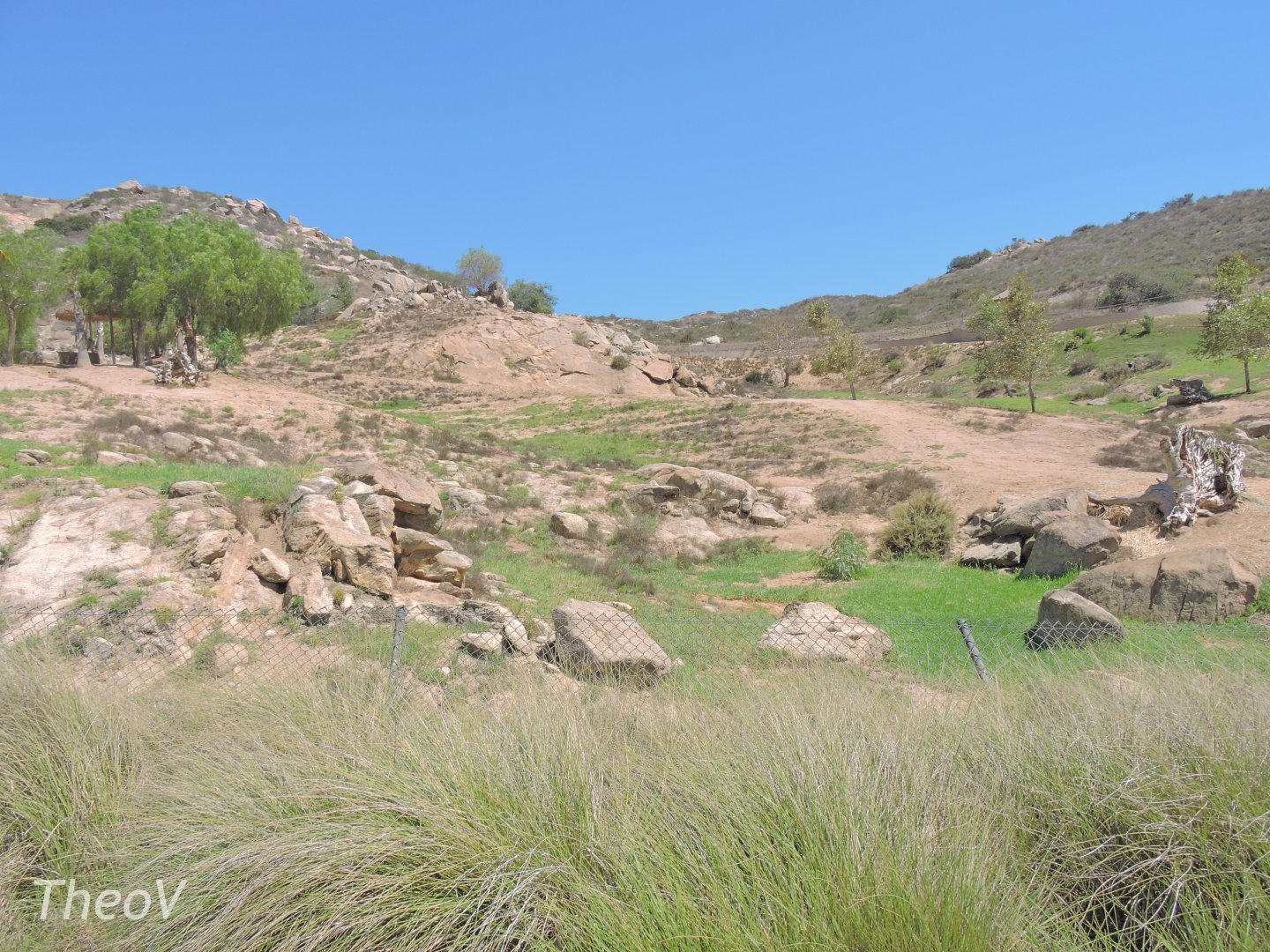 Somali wild ass exhibit [2015]