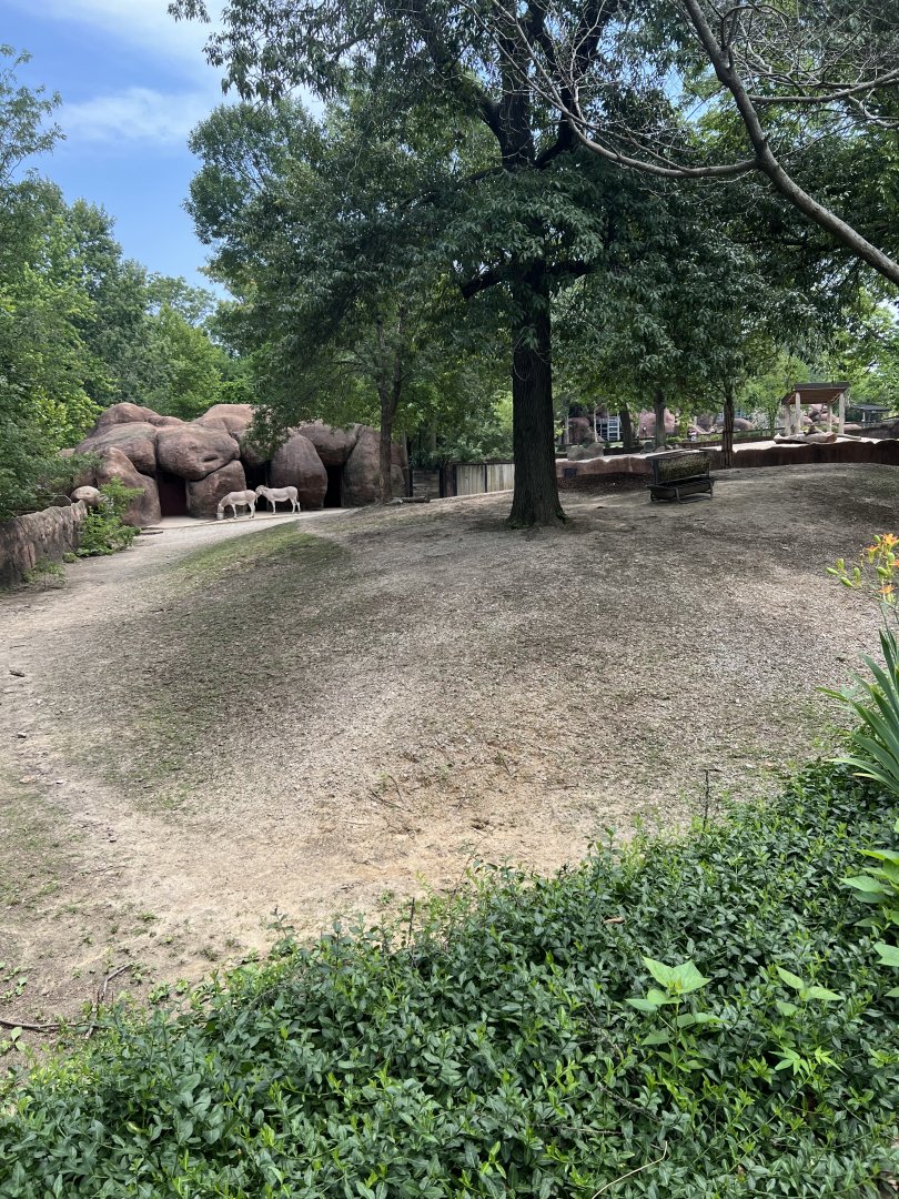 Somali Wild Ass Exhibit (one of many)