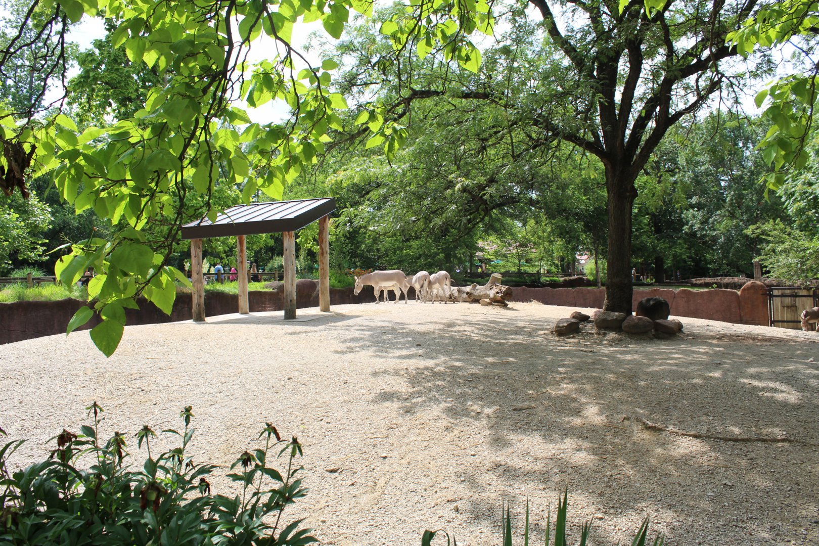 Somali Wild Ass Exhibit - Red Rocks