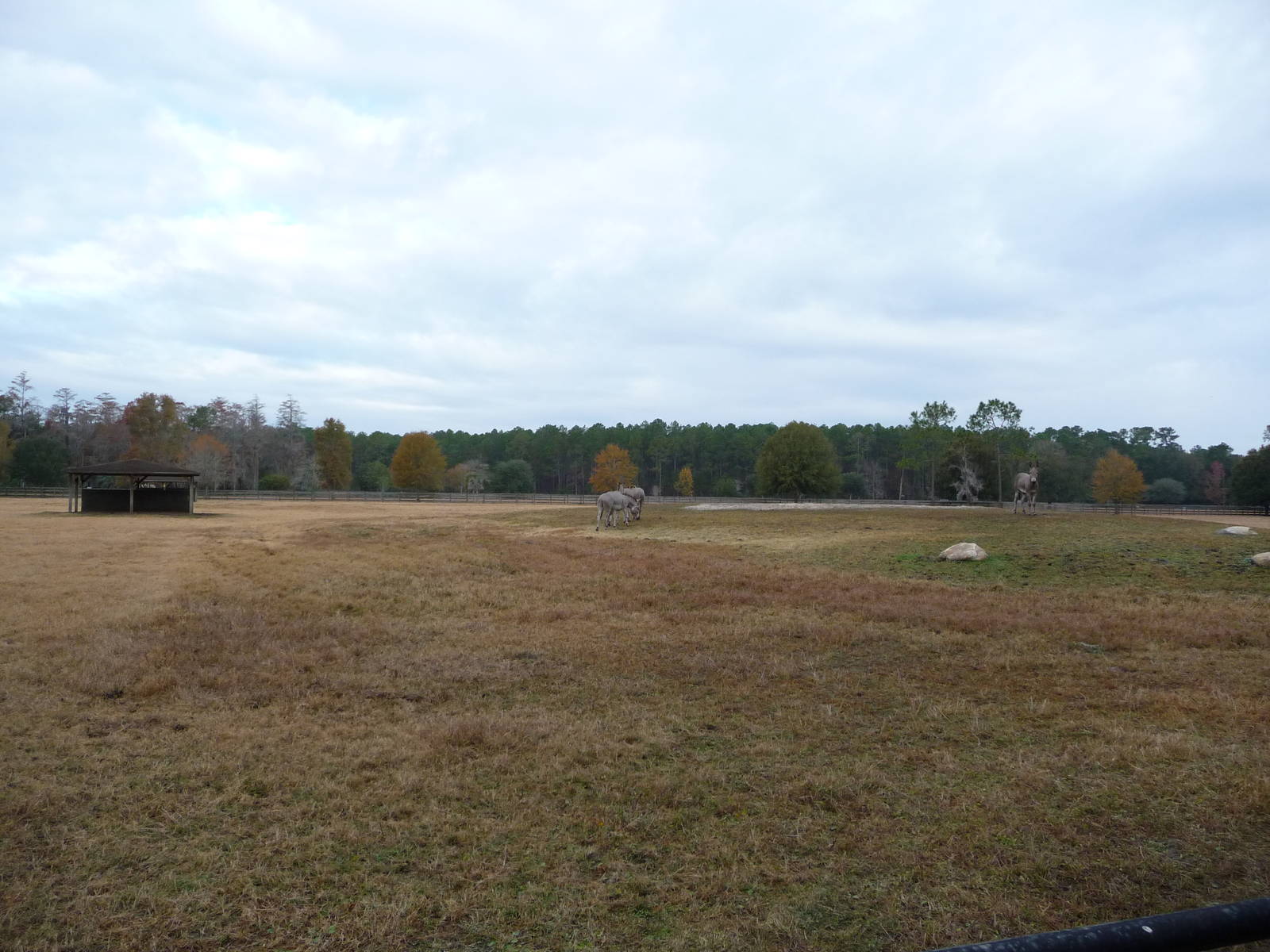 Somali Wild Ass Exhibit