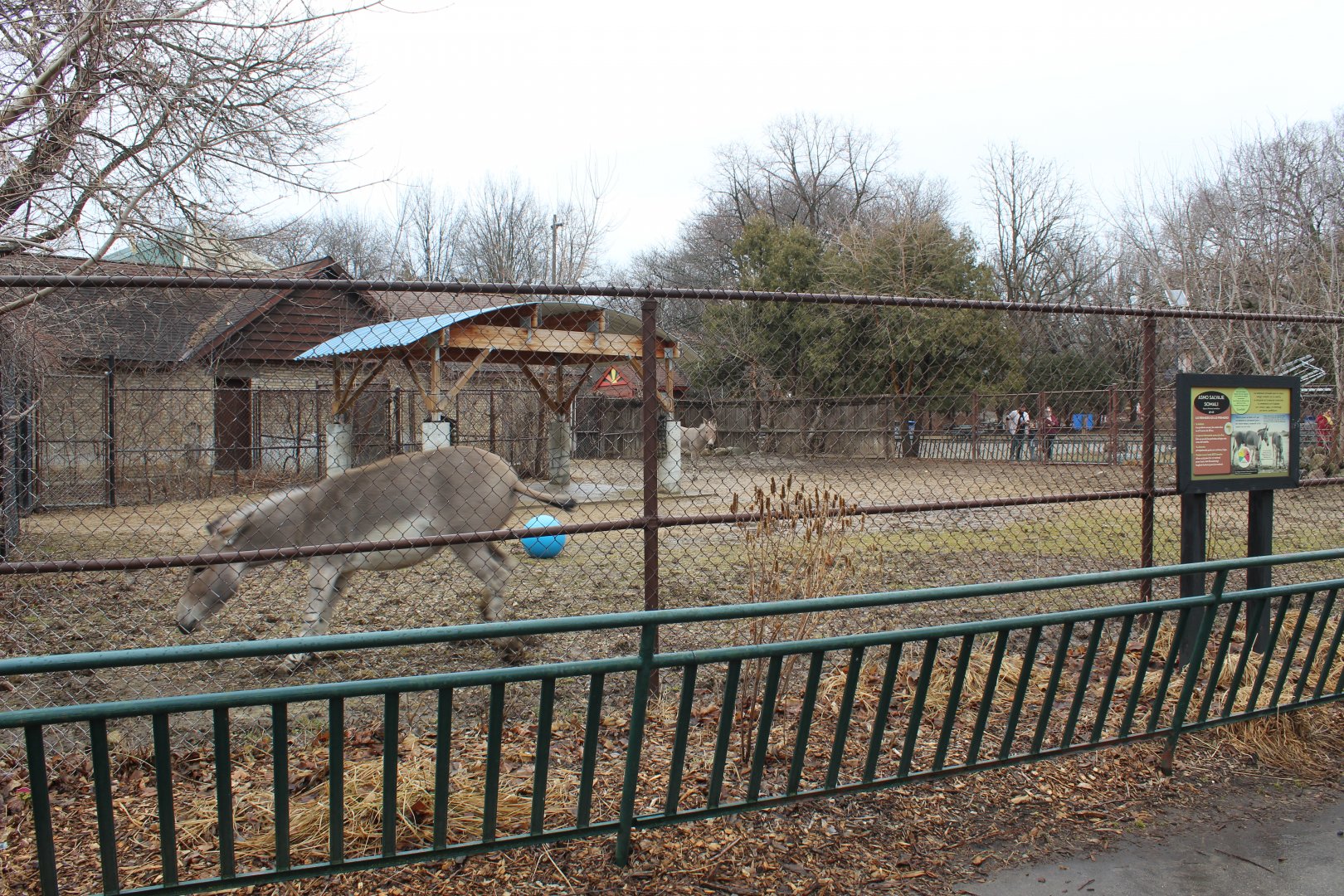 Somali Wild Ass Exhibit