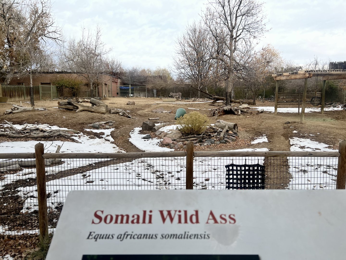 Somali Wild Ass Exhibit