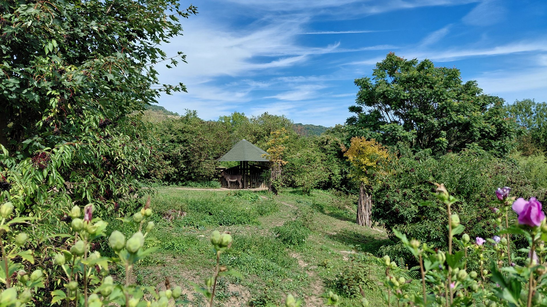 Somali wild ass exhibit