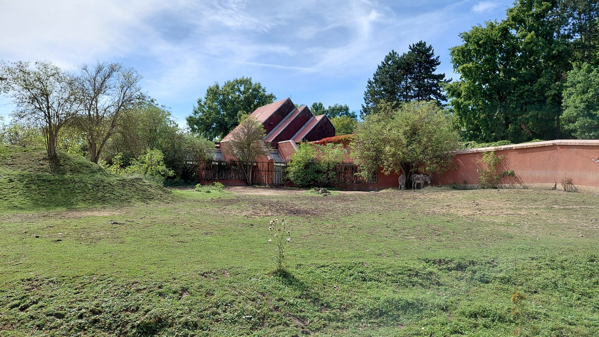 Somali wild ass exhibit