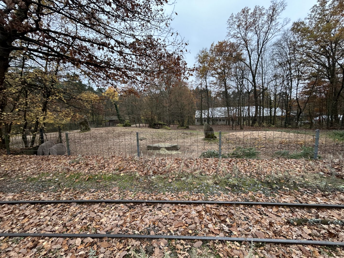 Somali Wild Ass Exhibit