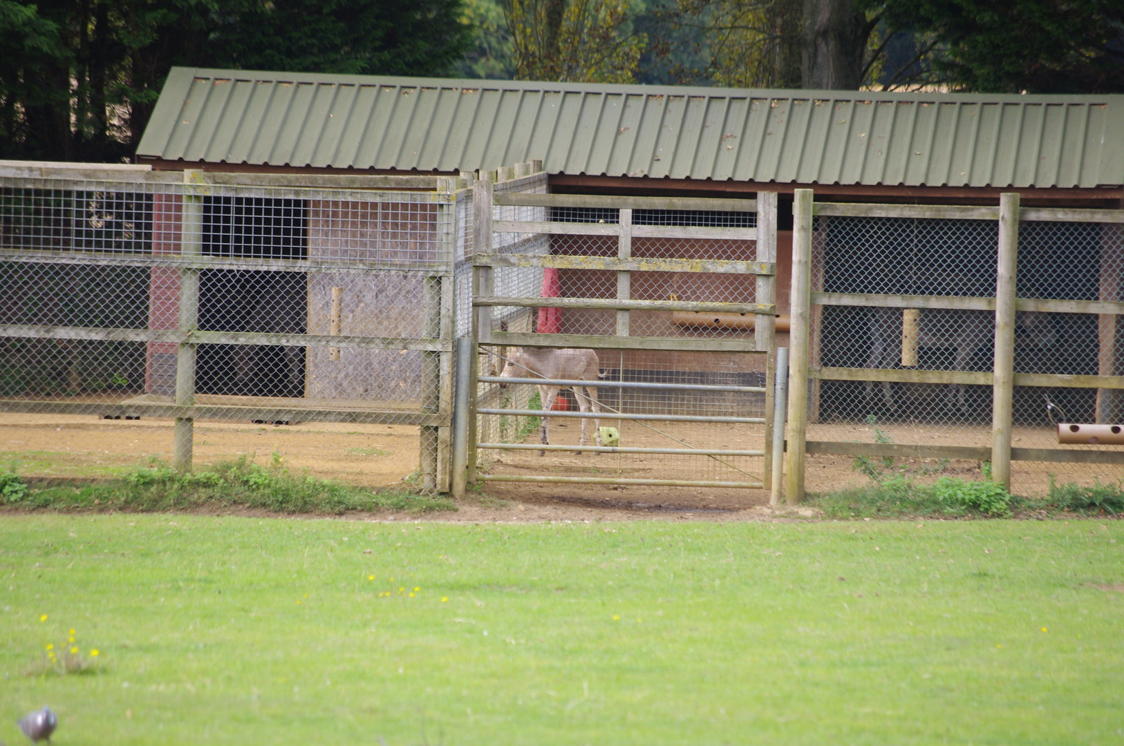 Somali Wild Ass foal- 1/10/2023