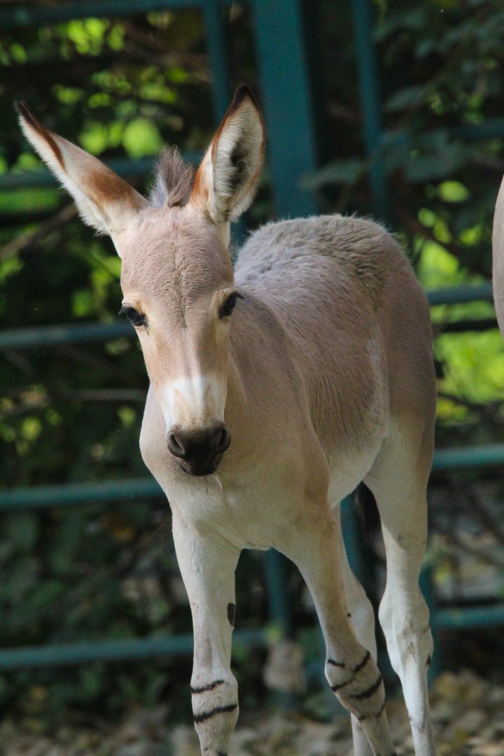 Somali Wild Ass Foal- 4th September 2024