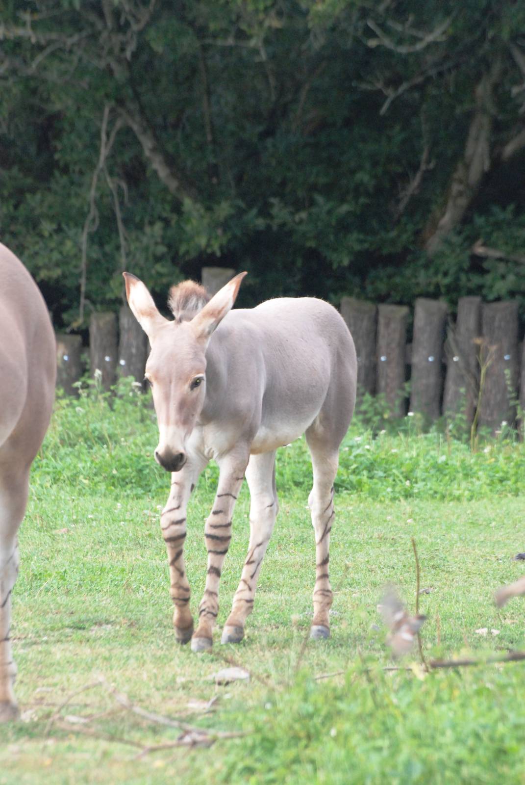 Somali Wild Ass Foal at Dvur Kralove, 27/08/12