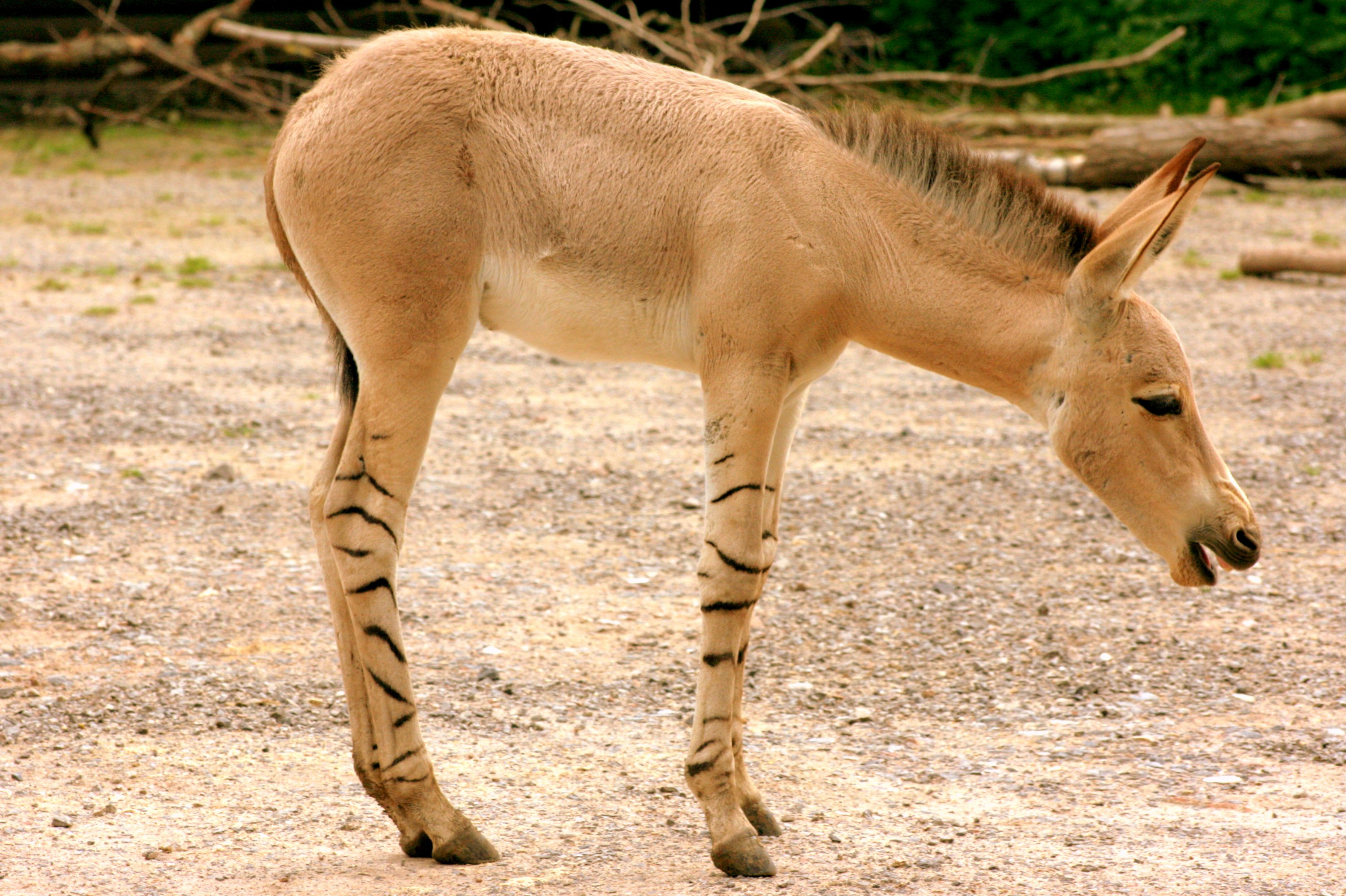 Somali wild ass foal; Marwell; 6th August 2017