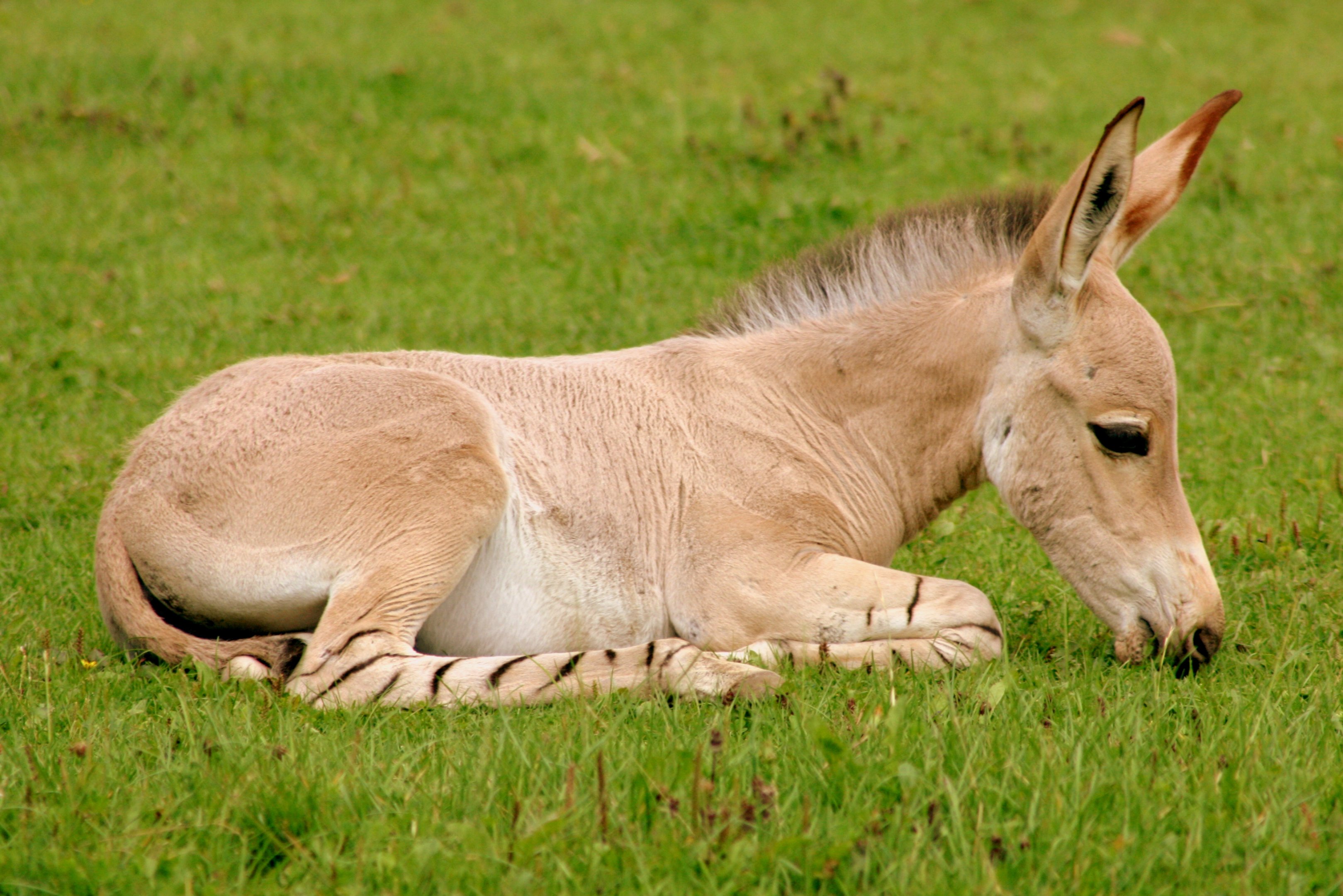 Somali wild ass foal; Marwell; 6th August 2017