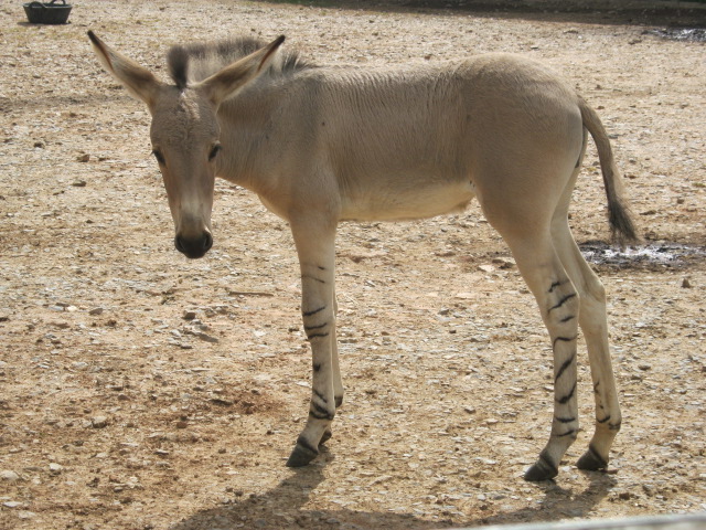 Somali Wild Ass foal "Nthanda"