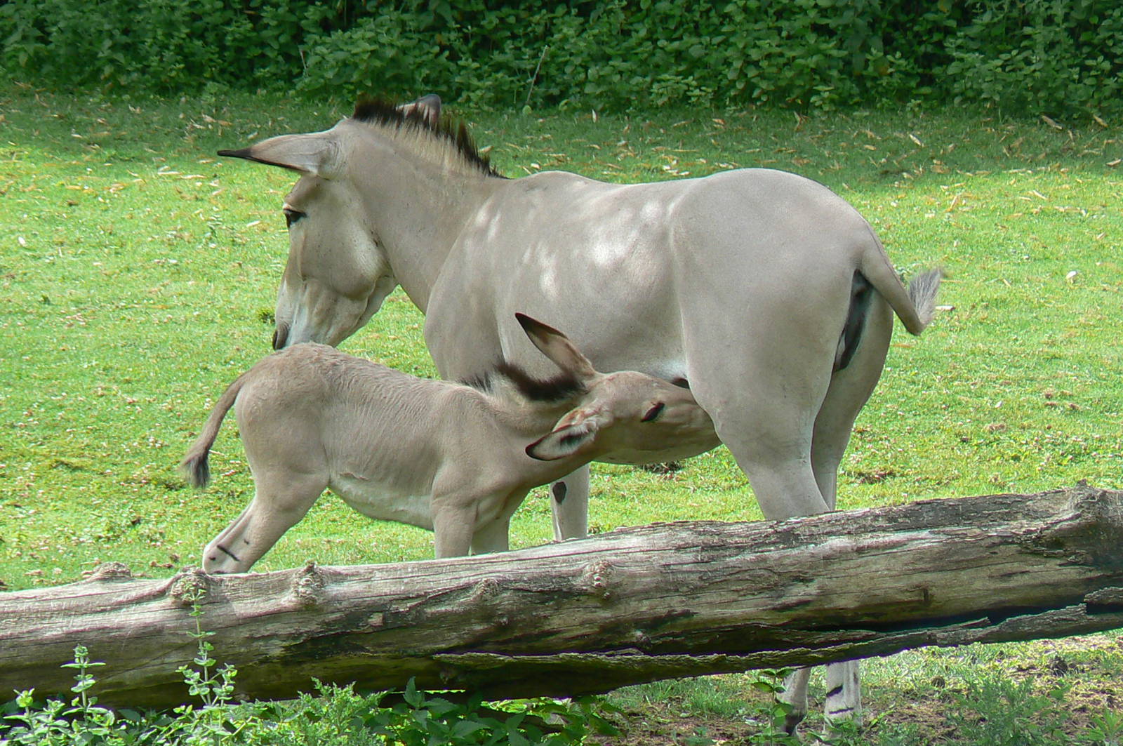 Somali wild ass foal with its mother