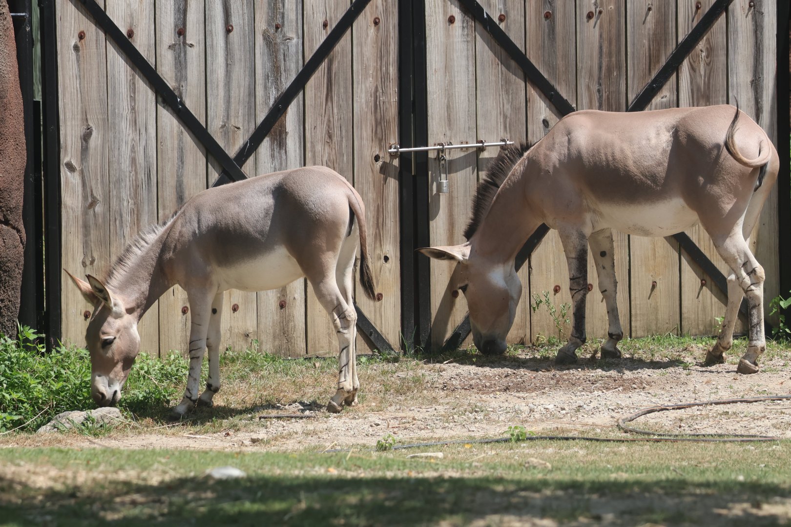 Somali wild ass foal
