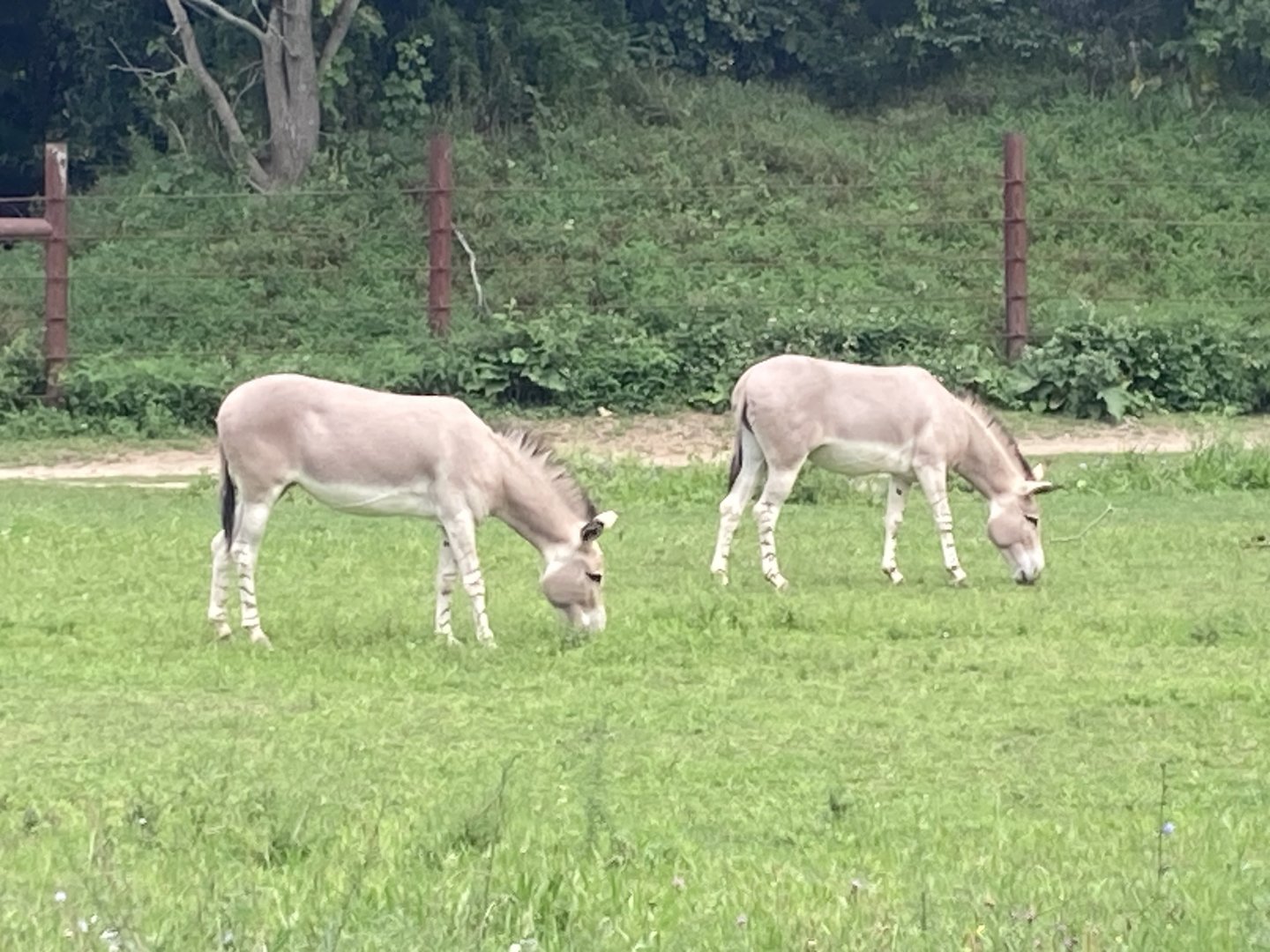 Somali Wild Ass - Giraffe Savannah
