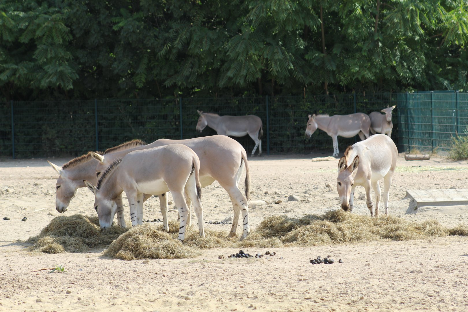 Somali Wild Ass Herd