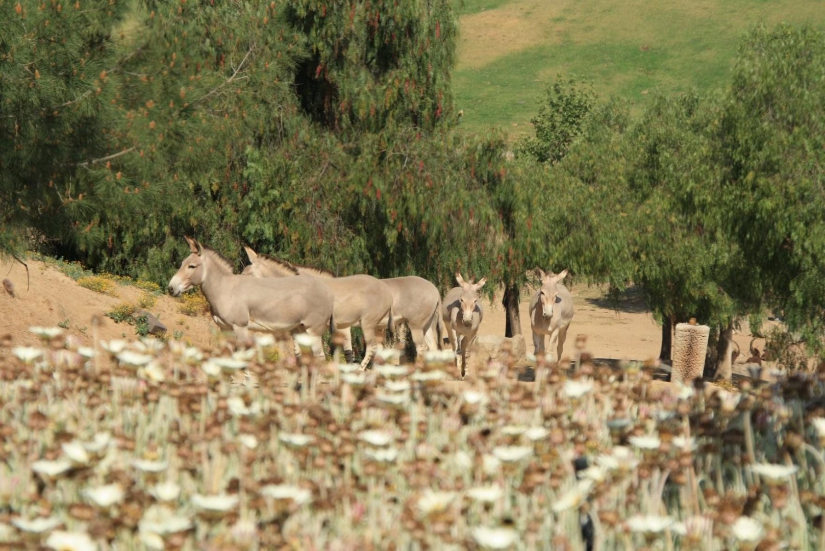 Somali Wild Ass Herd