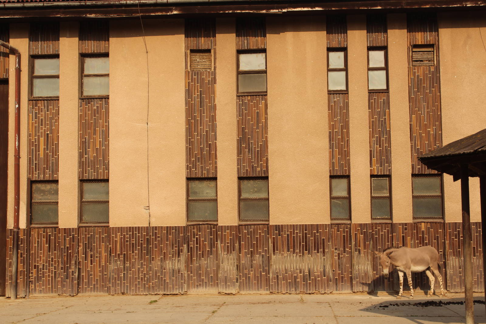 Somali wild ass; July 2015