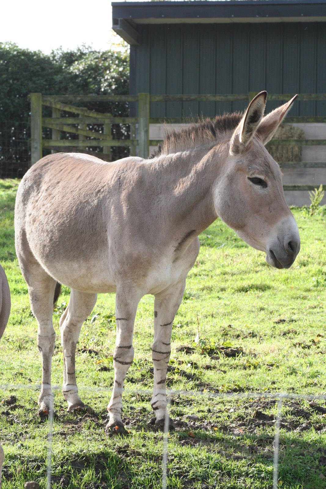 Somali Wild Ass @ Knowsley; 25.10.2014
