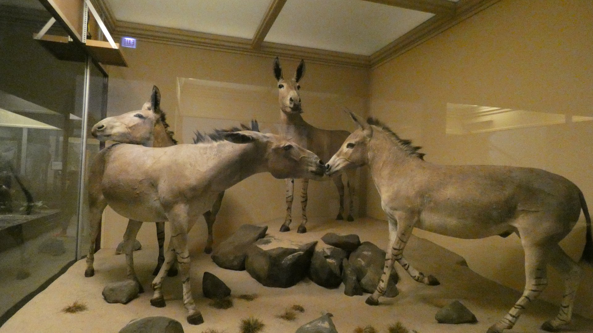 Somali Wild Ass, Mammals of Africa - Feb. 2022