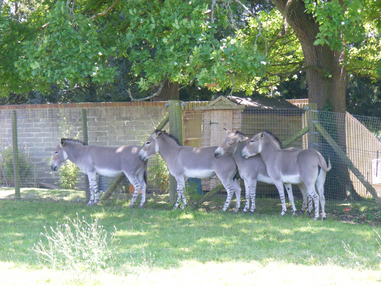 Somali wild ass mares at Marwell Wildlife, 25 July 2011