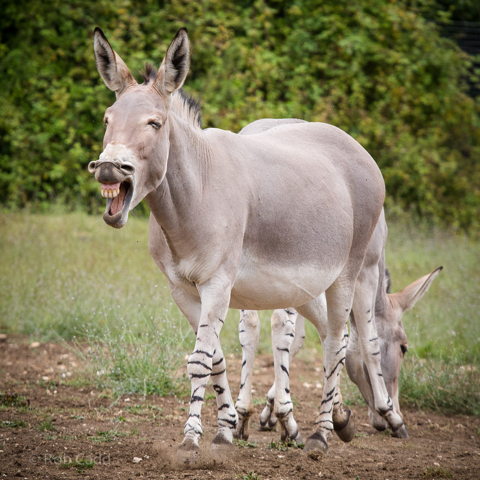 Somali wild ass : Marwell : 08 Aug 2014