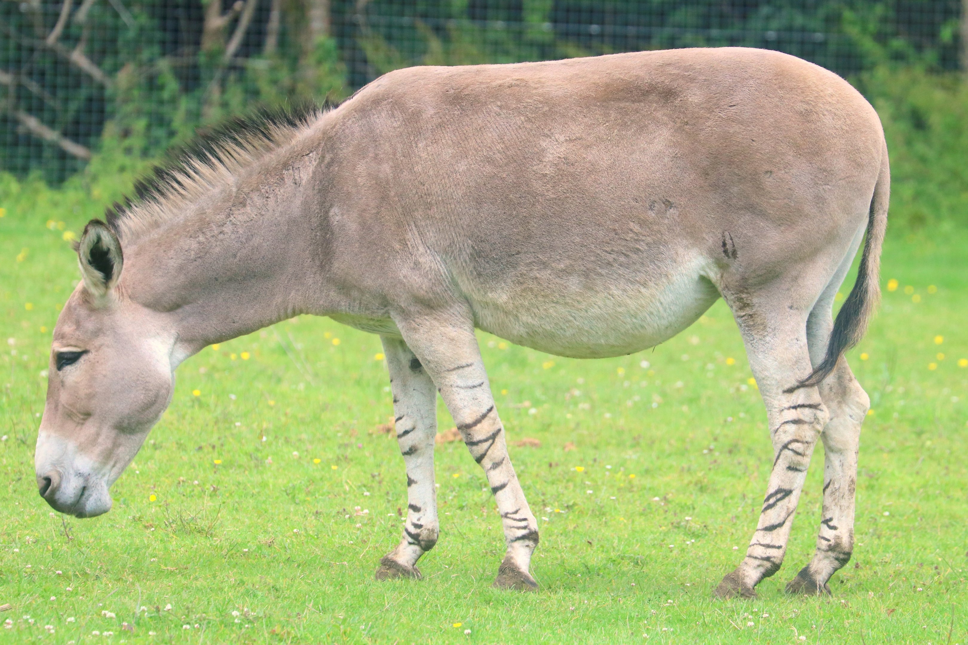 Somali wild ass; Marwell; 16th June 2019