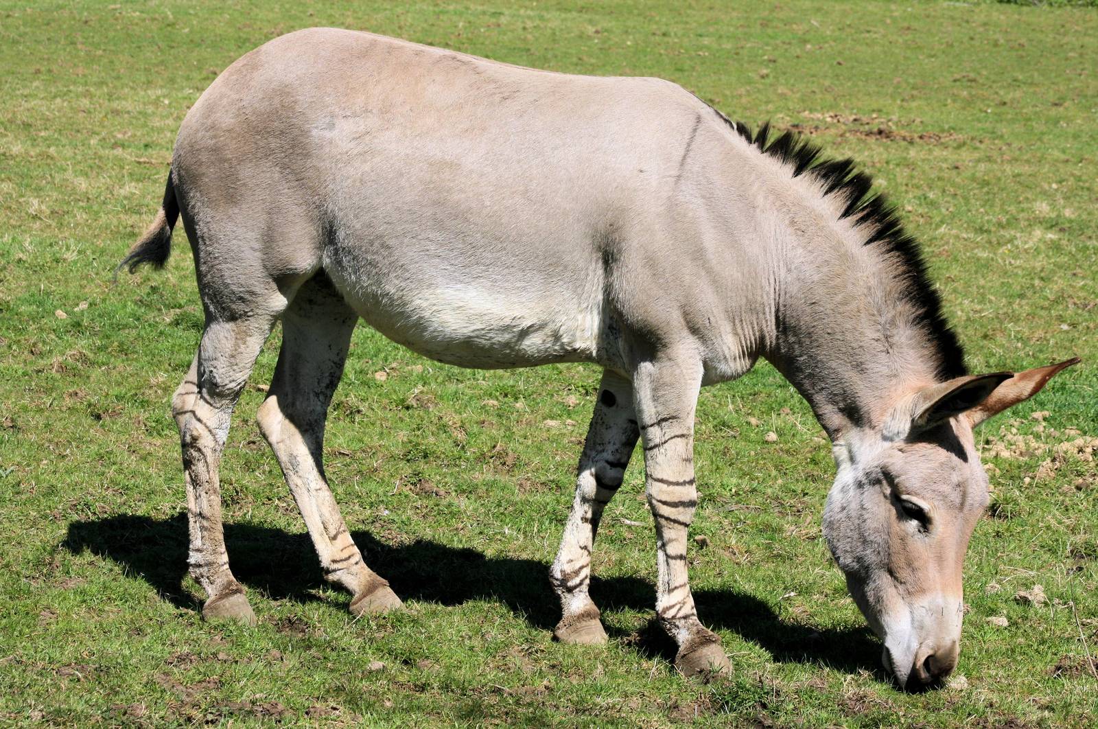 Somali wild ass; Marwell; 20th April 2013