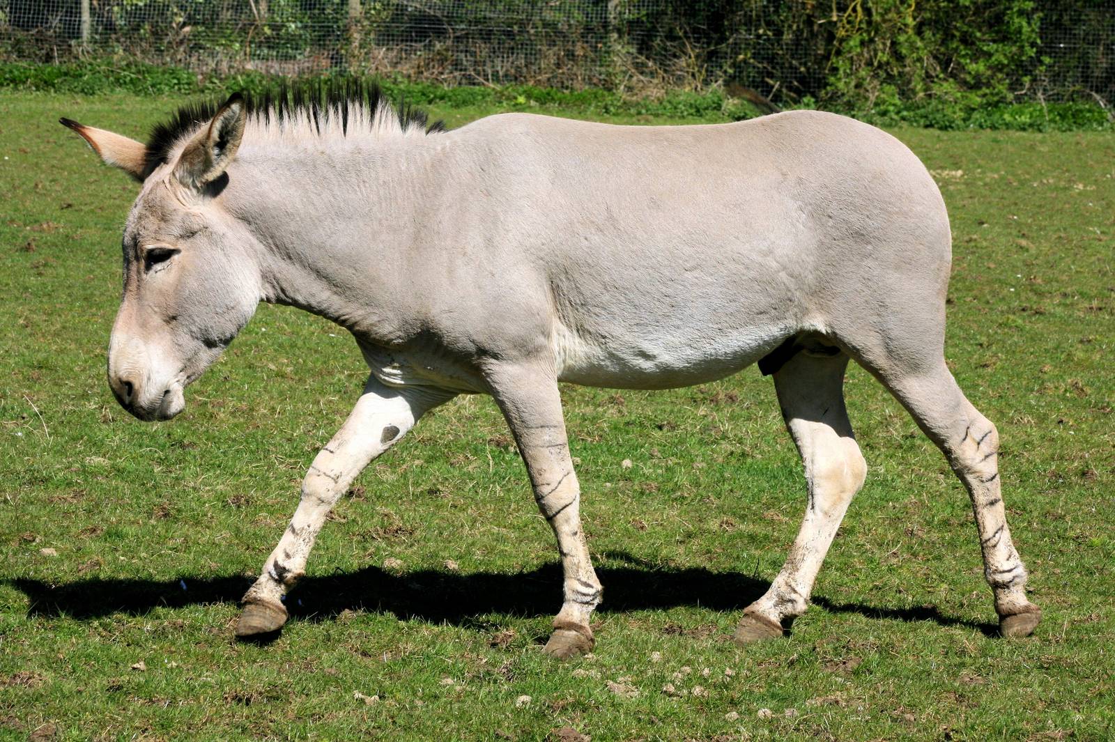 Somali wild ass; Marwell; 20th April 2013