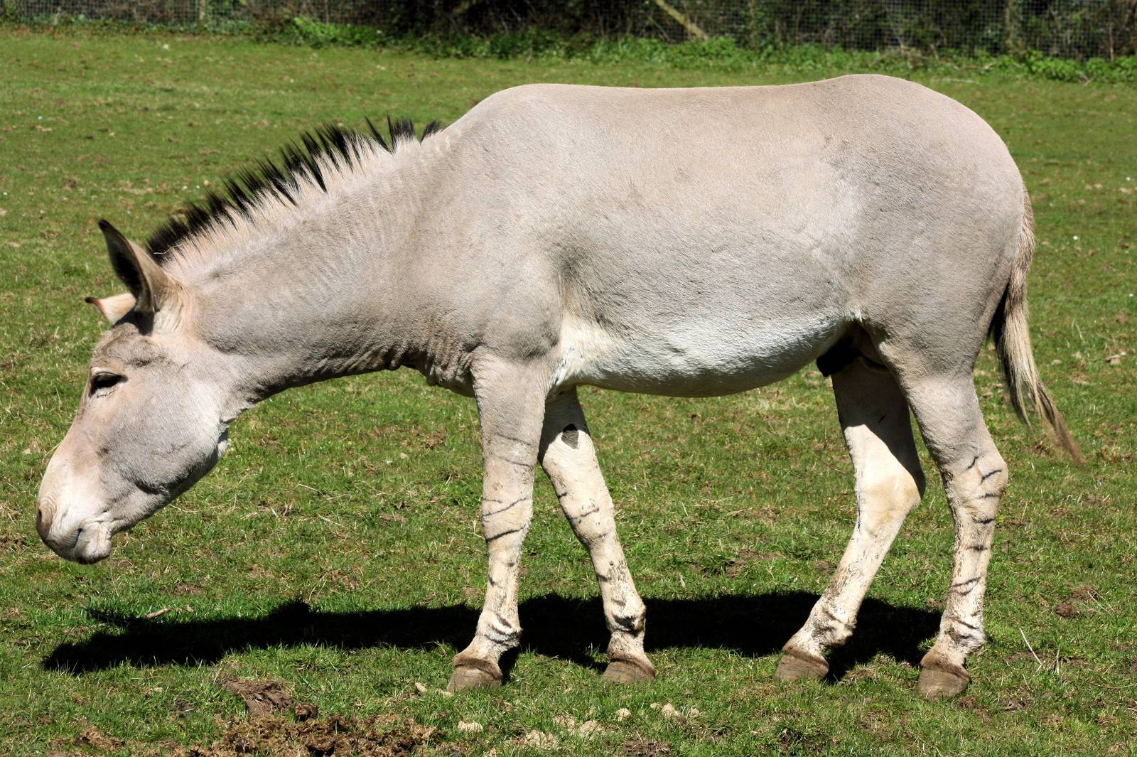 Somali wild ass; Marwell; 20th April 2013