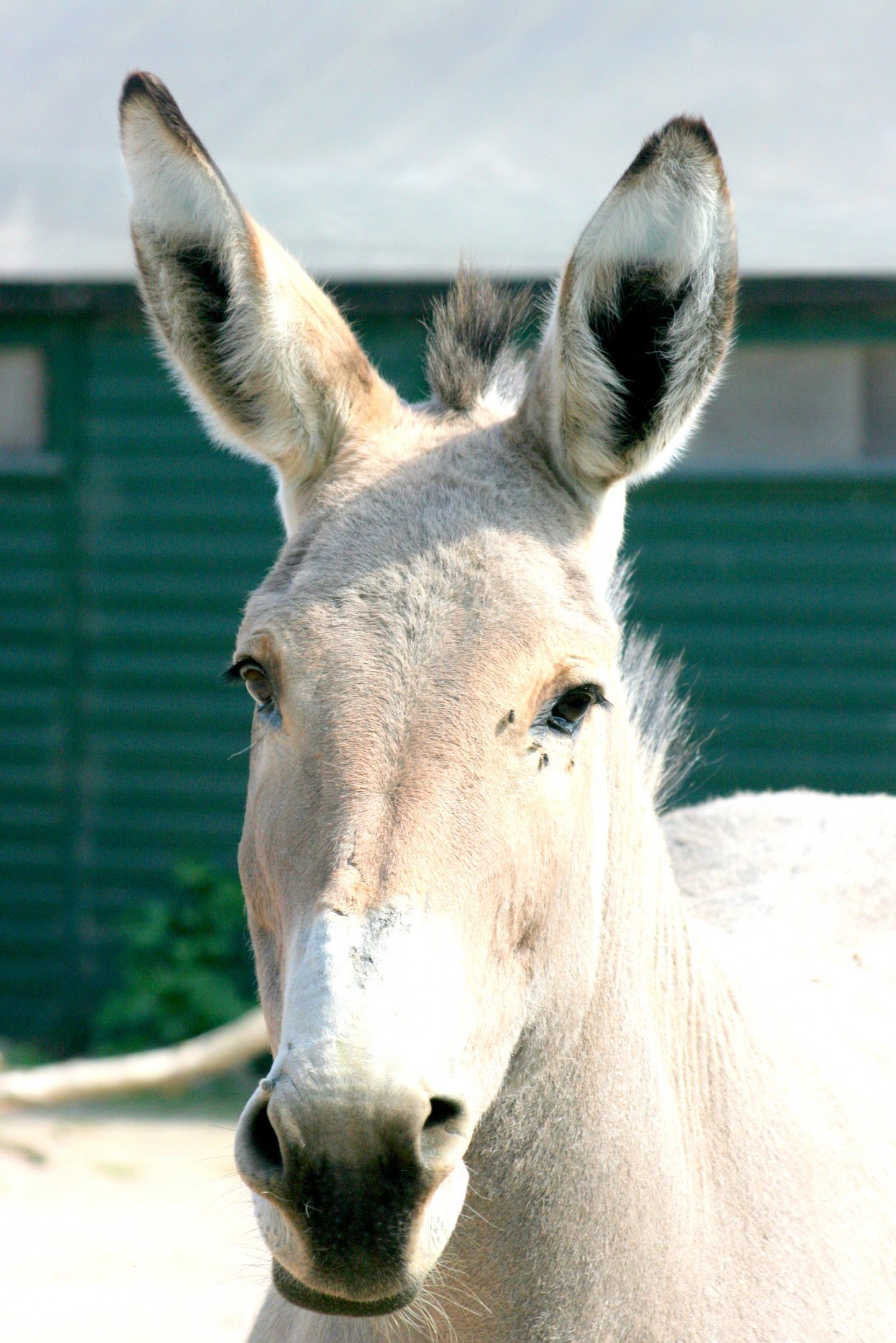 Somali wild ass; Marwell; 22nd April 2017