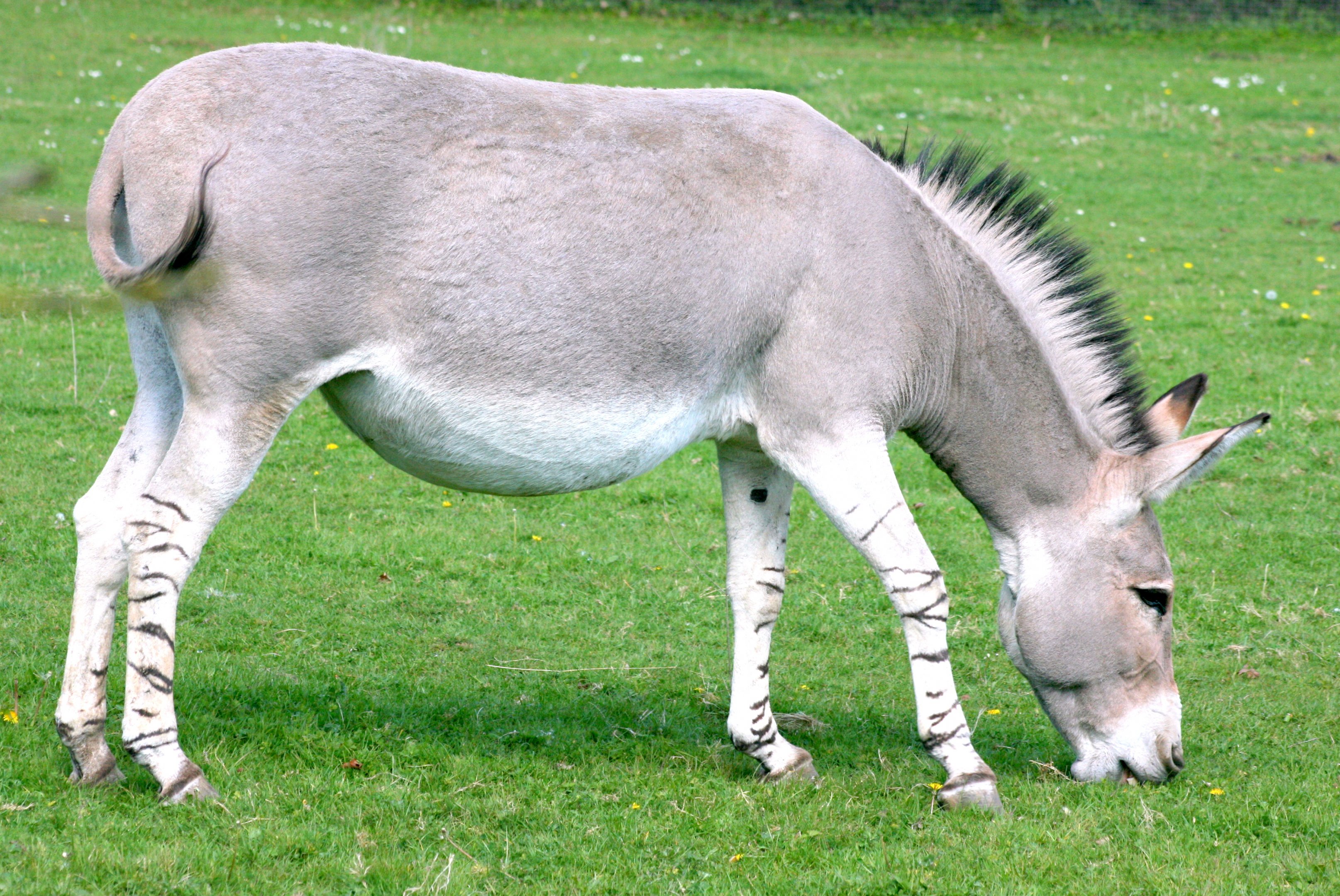 Somali wild ass; Marwell; 22nd April 2017