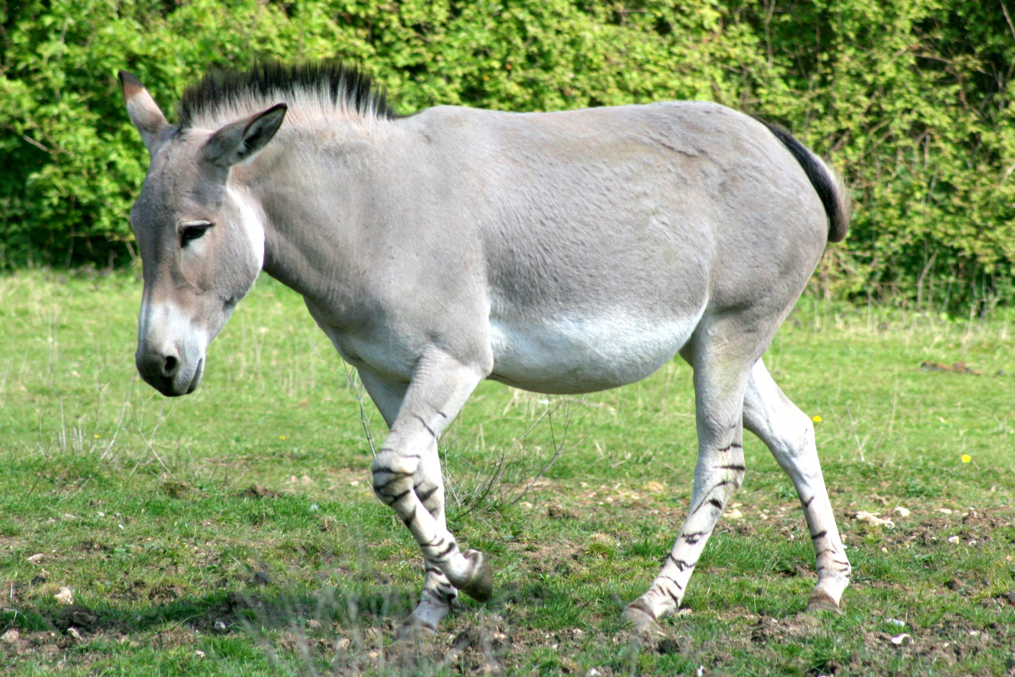 Somali wild ass; Marwell; 22nd April 2017