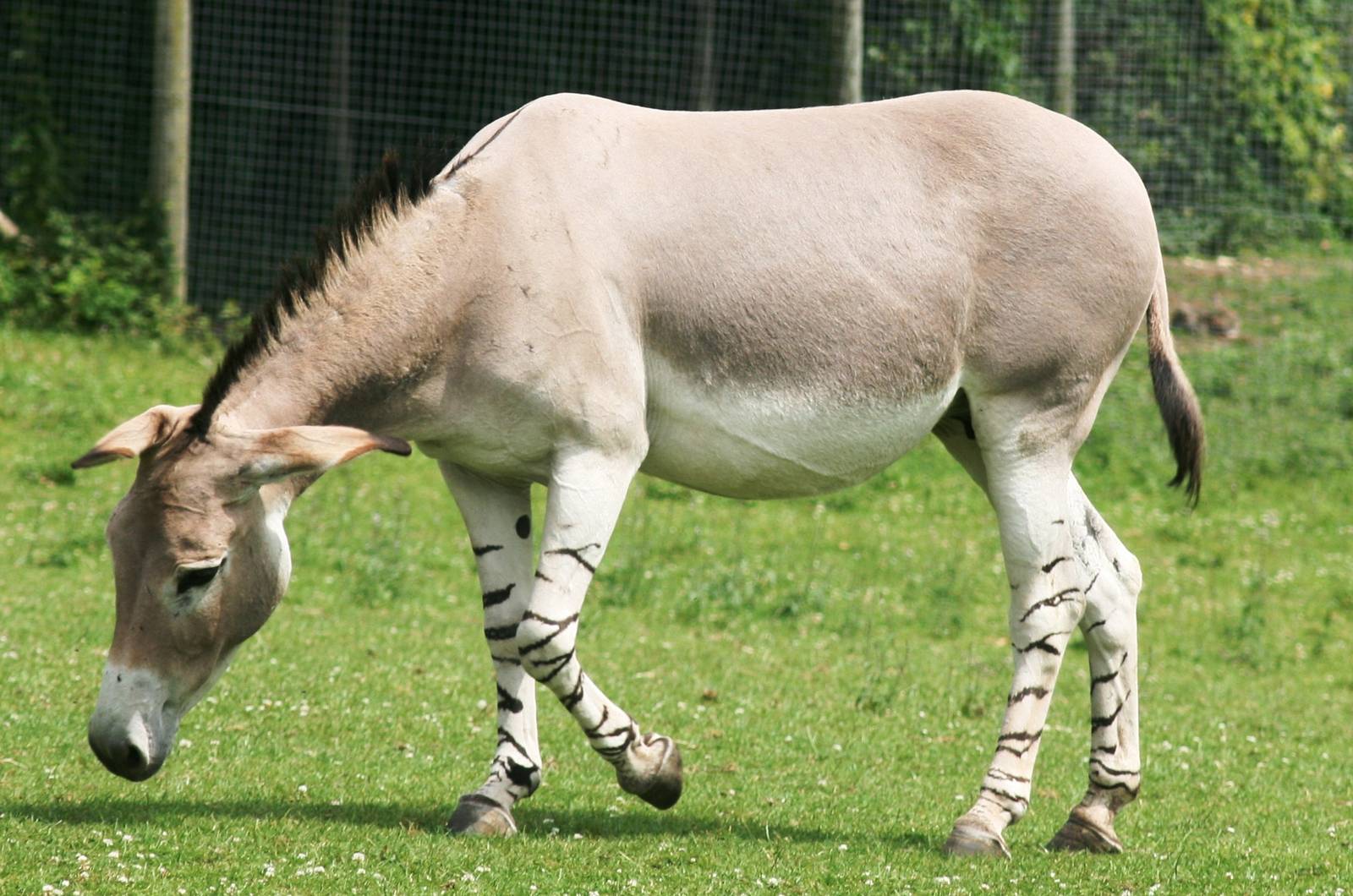 Somali wild ass; Marwell; 25th June 2008
