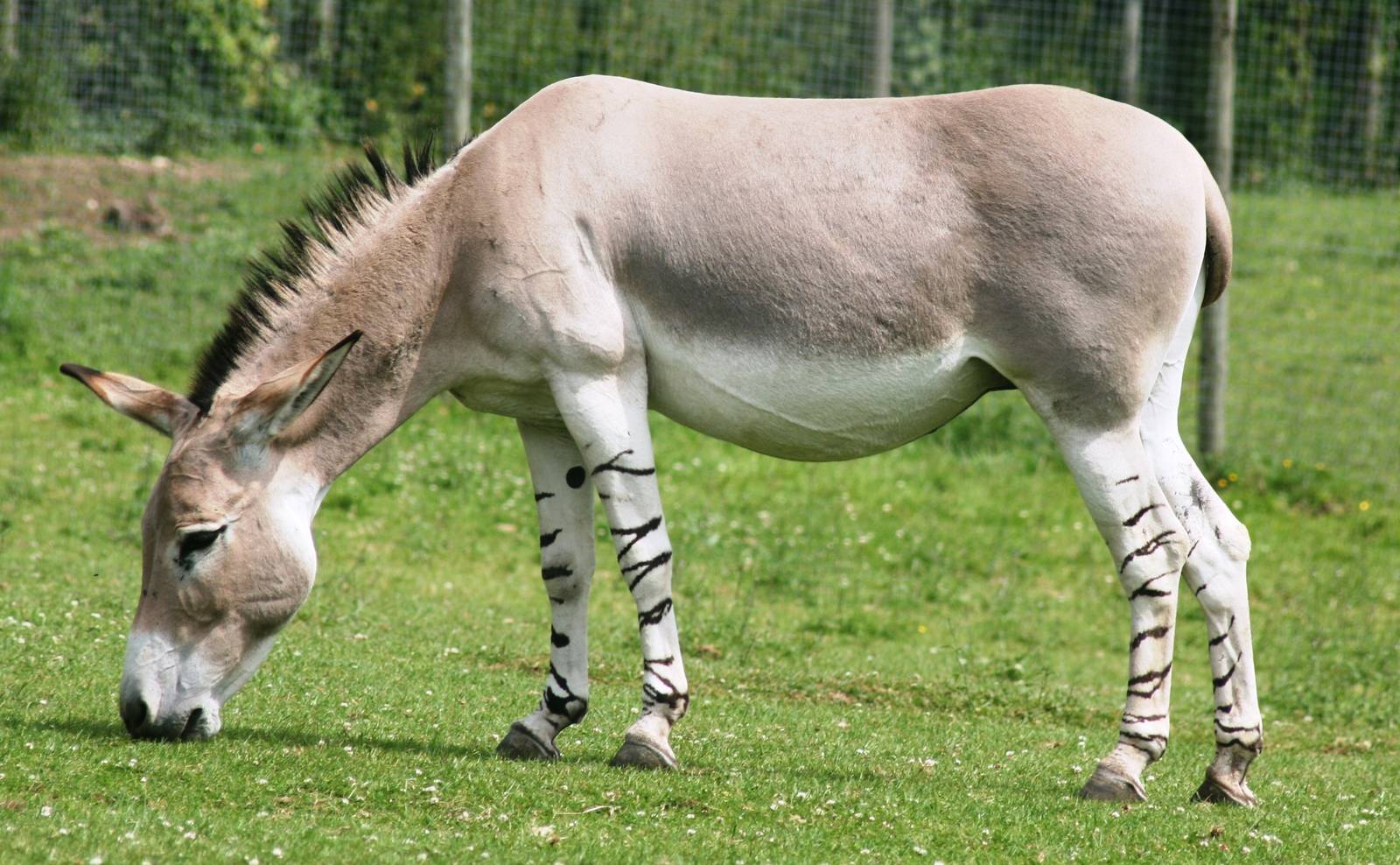 Somali wild ass; Marwell; 25th June 2008