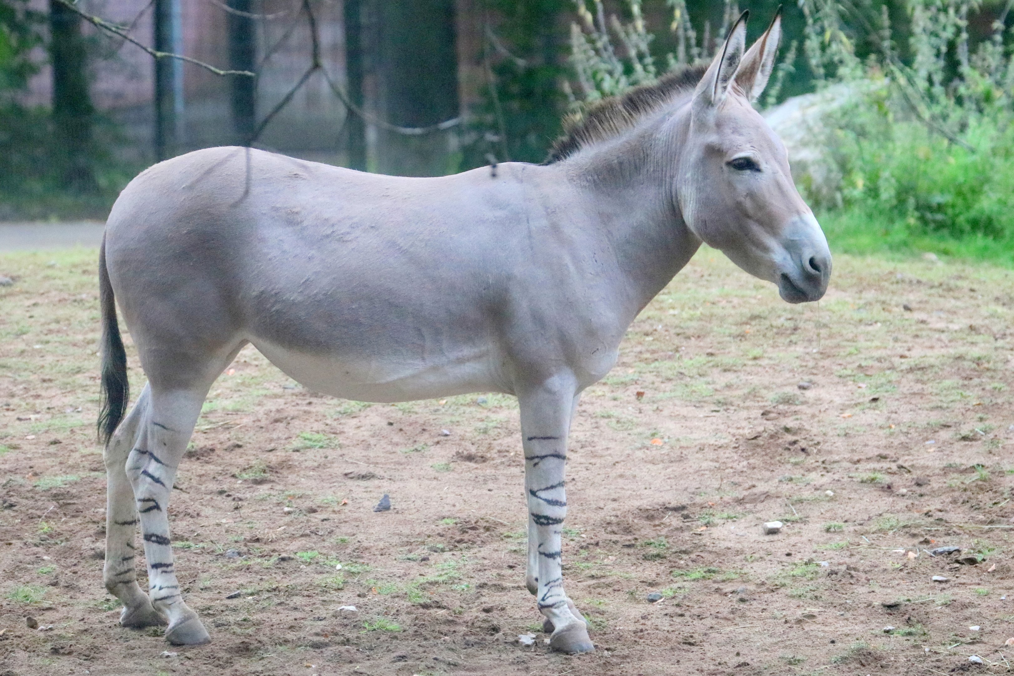 Somali wild ass; Nuremberg; 7th September 2019
