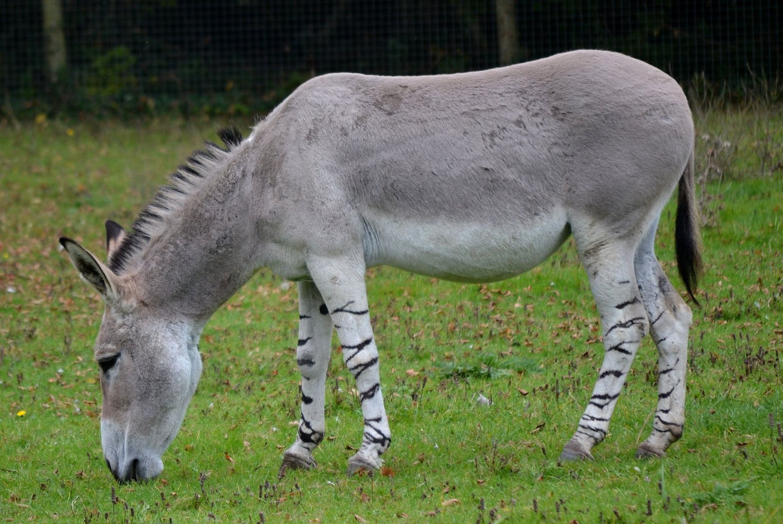 Somali Wild Ass - October 2016