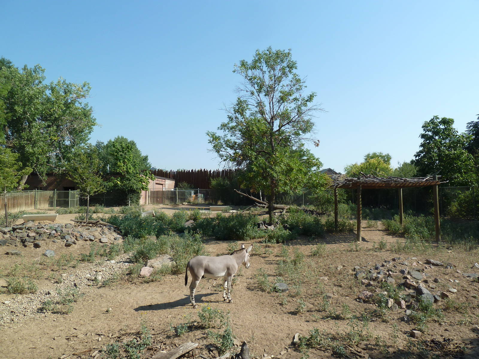 Somali Wild Ass/Ostrich Exhibit