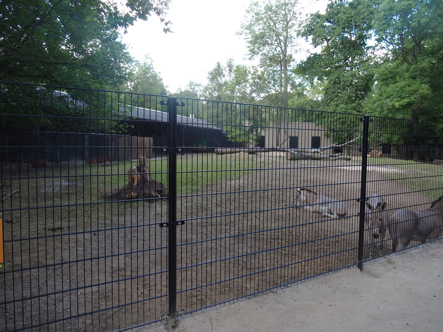 Somali wild ass paddock, 2022-07-16