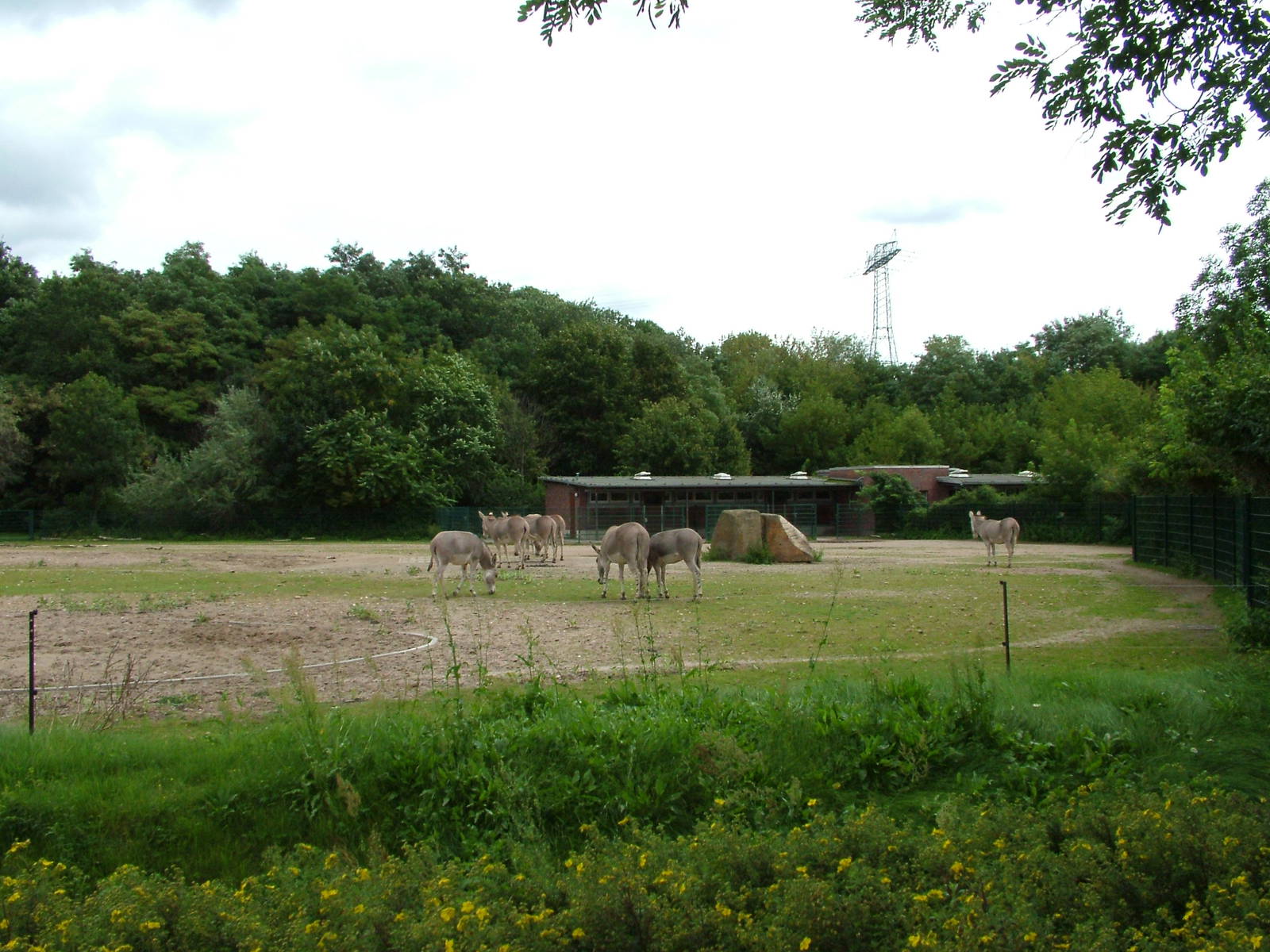Somali Wild Ass Paddock at Tierpark Berlin, 30/08/11