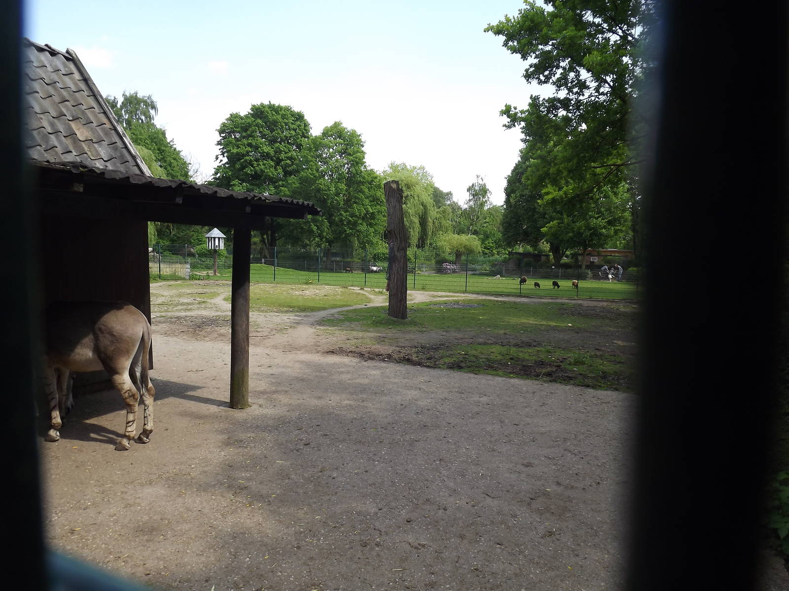 Somali wild ass paddock