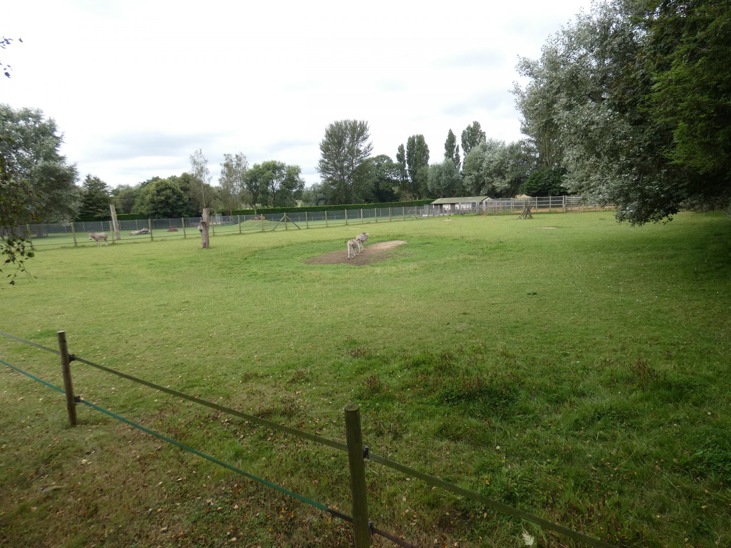 Somali wild ass paddock