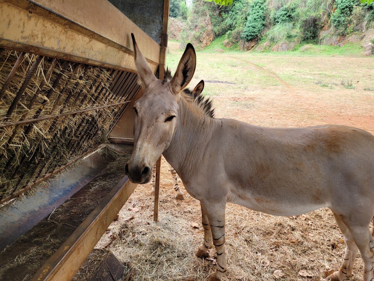 Somali wild ass -Parque de la Naturaleza de Cabárceno (2022)