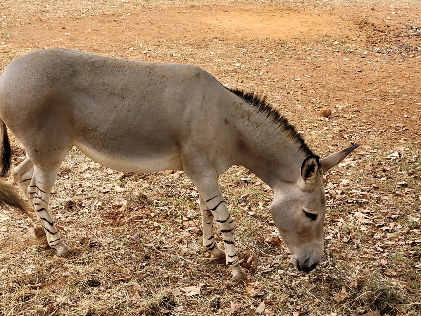 Somali wild ass -Parque de la Naturaleza de Cabárceno (2022)