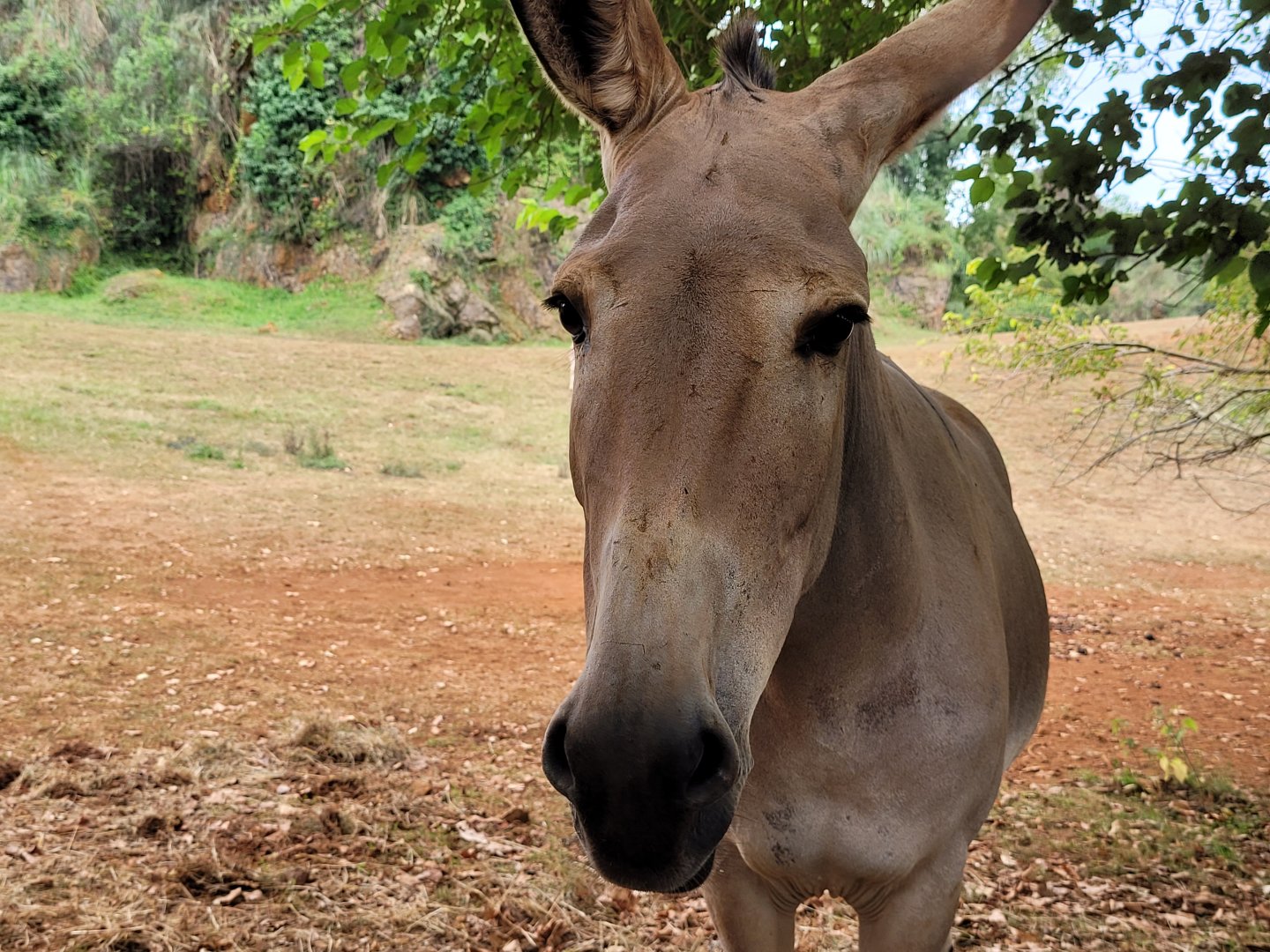 Somali wild ass -Parque de la Naturaleza de Cabárceno (2022)