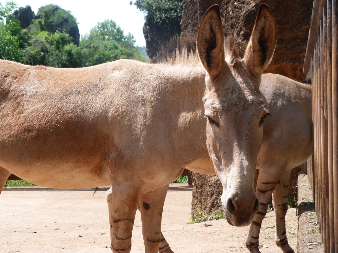 Somali wild ass -Parque de la Naturaleza de Cabárceno (2025)